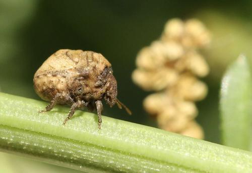 Vilpianus galii
